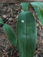 Marasmius wettsteinii