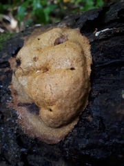 Fuligo luteonitens
