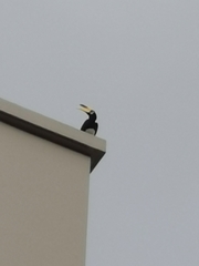 Anthracoceros albirostris