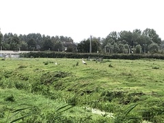 Ciconia ciconia