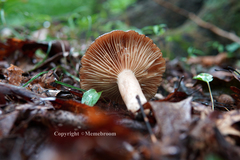 Lactarius subplinthogalus
