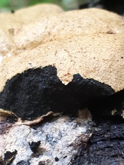Fuligo luteonitens