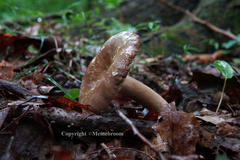 Lactarius subplinthogalus