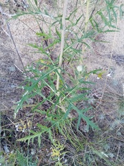 Echinops ritro
