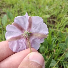 Lycianthes moziniana