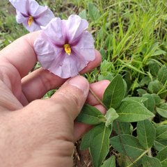 Lycianthes moziniana