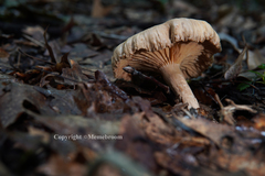Lactarius subplinthogalus