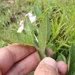 Lycianthes moziniana