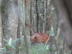 Cephalophorus harveyi