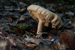 Lactarius subplinthogalus