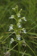 Platanthera leucophaea