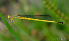 Ceriagrion fallax