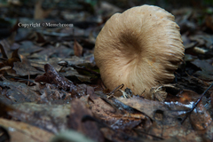 Lactarius subplinthogalus