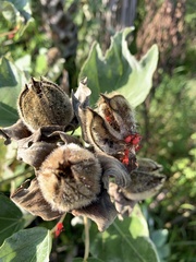 Dysdercus suturellus