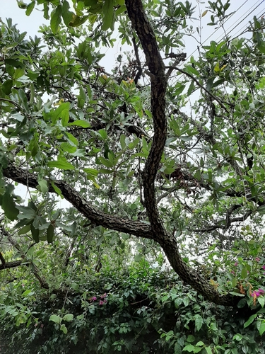 Quercus subspathulata