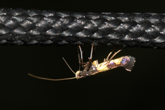 Caloptilia cornusella