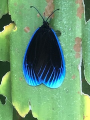 Pompelon marginata
