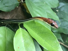 Dendrelaphis caudolineatus