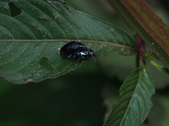Altica cyanea