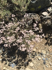 Eriogonum microtheca alpinum