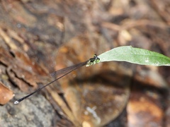 Amphicnemis gracilis