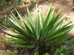 Yucca flaccida