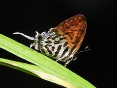 Drupadia ravindra moorei