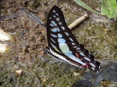 Graphium evemon eventus
