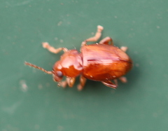 Neocrepidodera