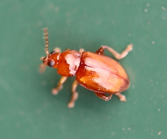 Neocrepidodera