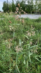 Phragmites australis