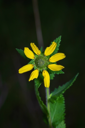 Image of Berlandiera texana by (c) Nathan Aaron, some rights reserved (CC BY)