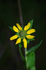 Berlandiera texana, photograph (c) Nathan Aaron, some rights reserved (CC BY)