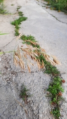Phragmites australis