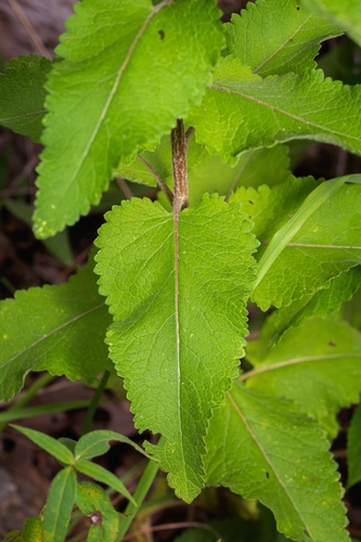 Image of Berlandiera texana by (c) Nathan Aaron, some rights reserved (CC BY)