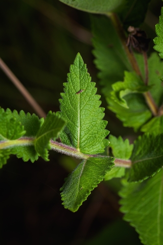 Image of Berlandiera texana by (c) Nathan Aaron, some rights reserved (CC BY)