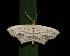 Scopula cacuminaria