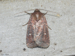 Pseudorthodes vecors