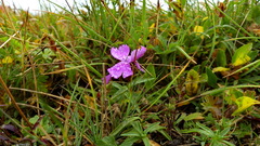 Dianthus callizonus