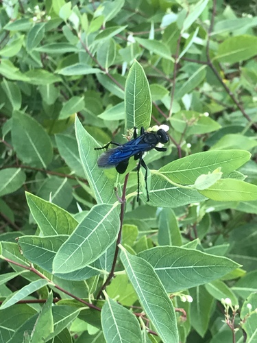 Great black wasp