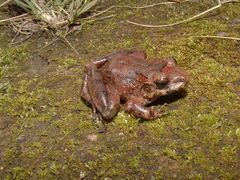 Craugastor laevissimus