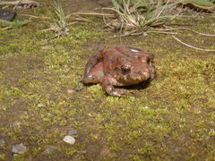 Craugastor laevissimus