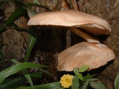 Cyclocybe parasitica