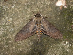 Manduca occulta
