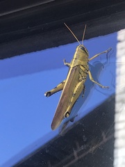 Schistocerca alutacea
