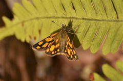 Metisella midas