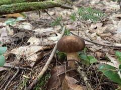 Boletus aereus