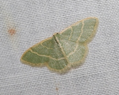 Chlorochlamys appellaria