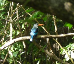 Halcyon senegaloides