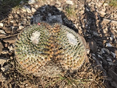 Mammillaria chionocephala